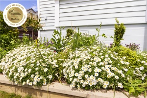 KELBURN: Ngaio Road, Wellington